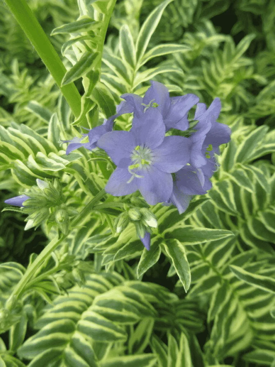 Синюха голубая Brise d'Anjou