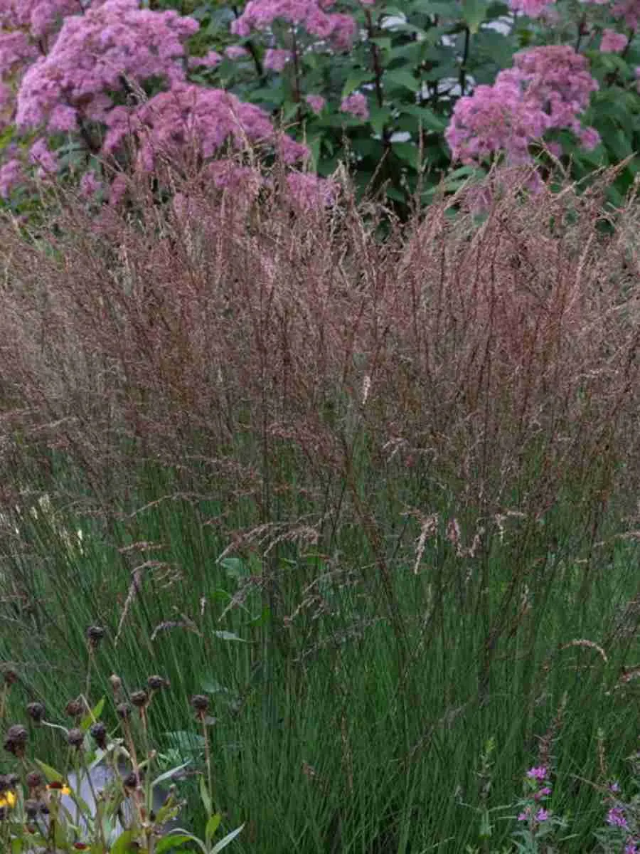 Молиния голубая Edith Dudszus