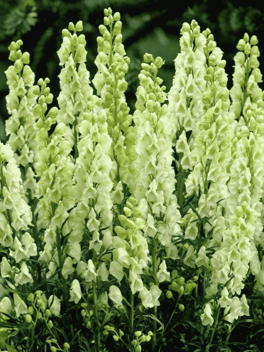 Аконит клобучковый Album