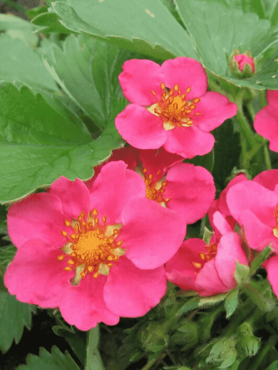 Земляника декоративная Lipstic