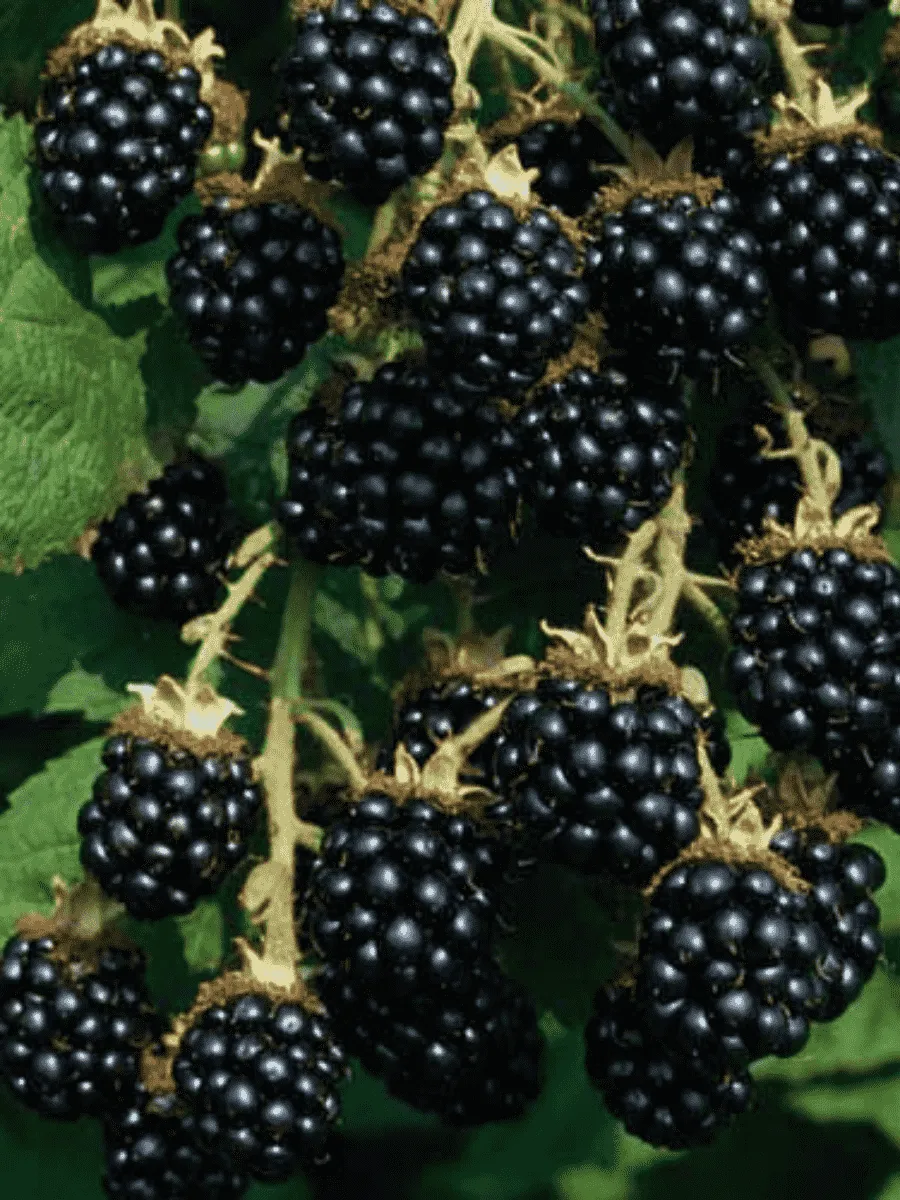 Ежевика садовая Лаутон