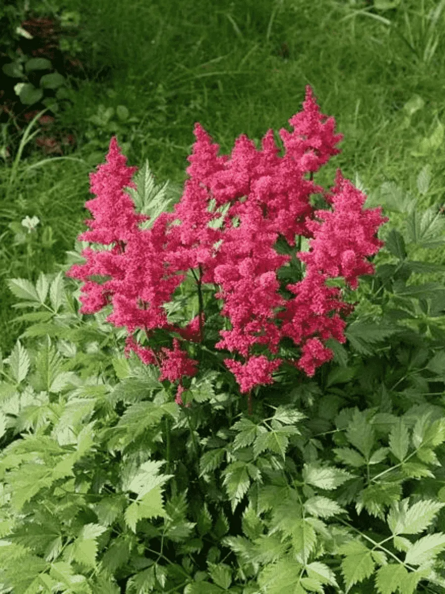 Астильба японская Koln