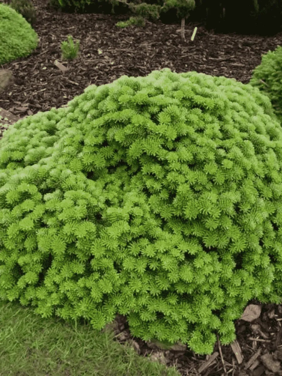 Пихта корейская Tundra