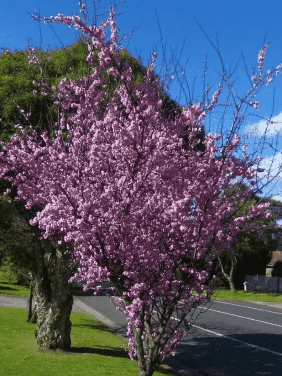 Слива Блайра Moseri