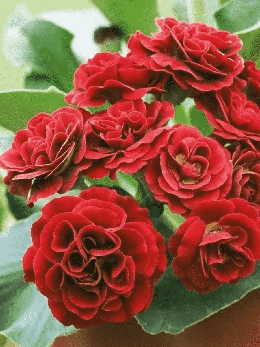 Примула ушковая Pegasus