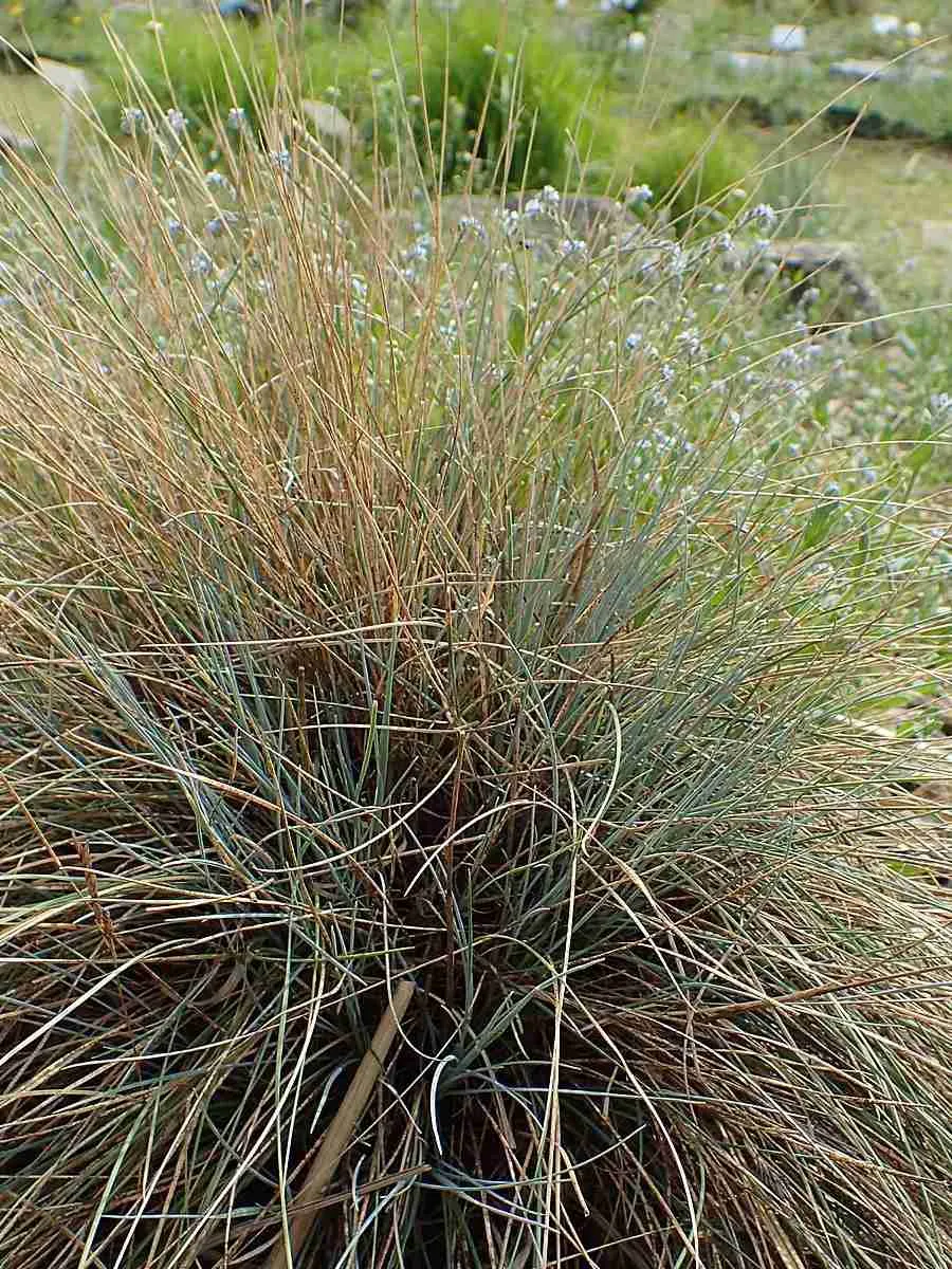 Овсяница валийская Glaucantha