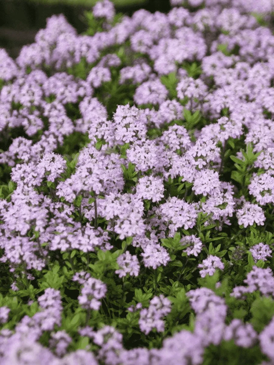 Тимьян обыкновенный Faustini