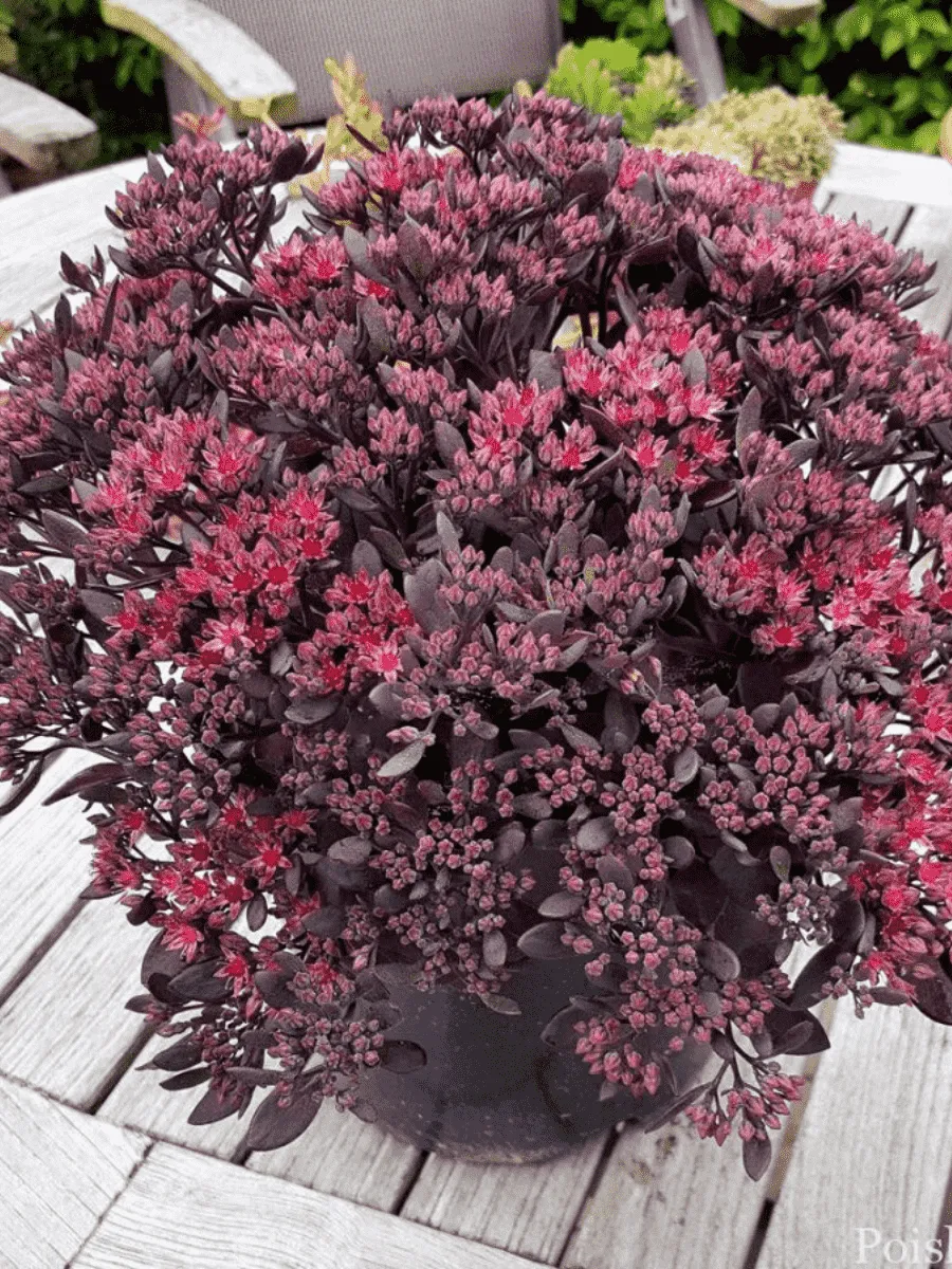 Очиток гибридный Red Sparkle