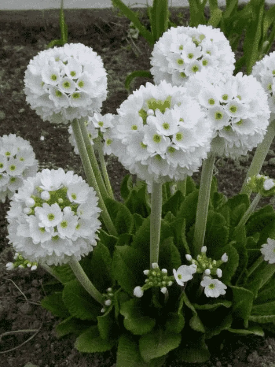 Примула мелкозубчатая Prom White