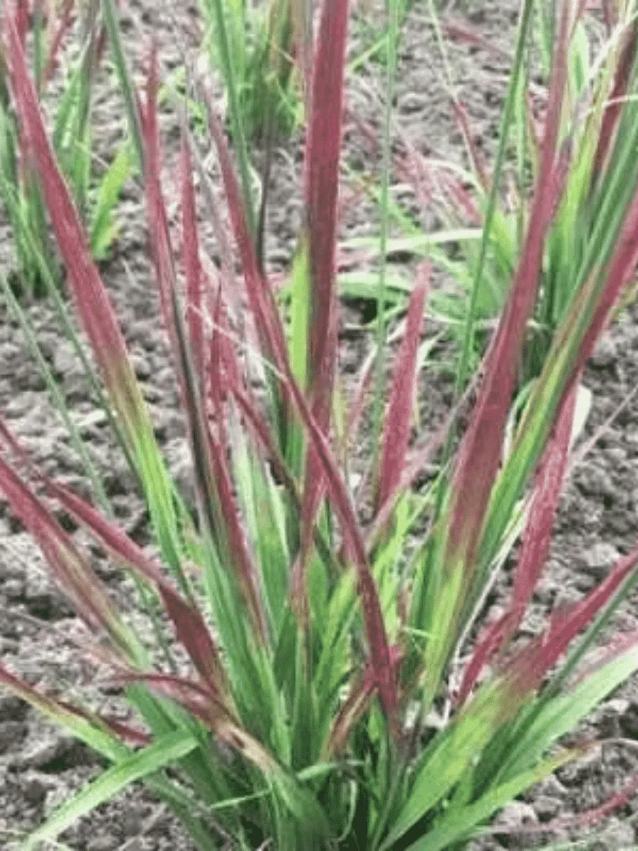 Молиния голубая Rotschoft