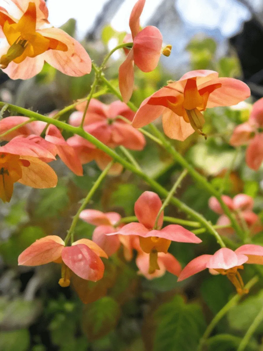 Горянка варлийская Orangekonigin