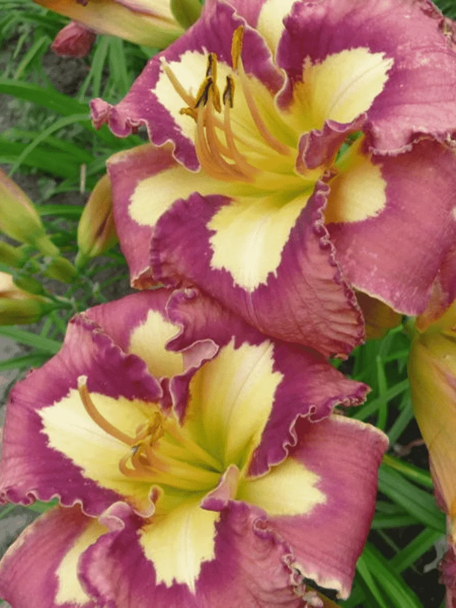 Лилейник Spacecoas Behavior Pattern