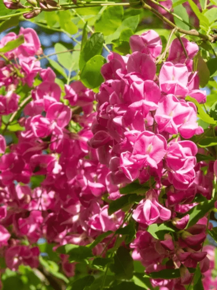 Робиния ложноакация Pink Cascade