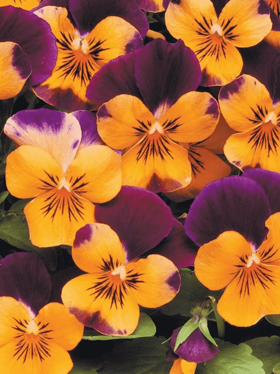 Виола рогатая Sorbet XP Orange Jump Up