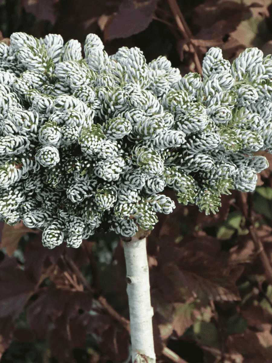 Пихта корейская Kohout's Icebreaker