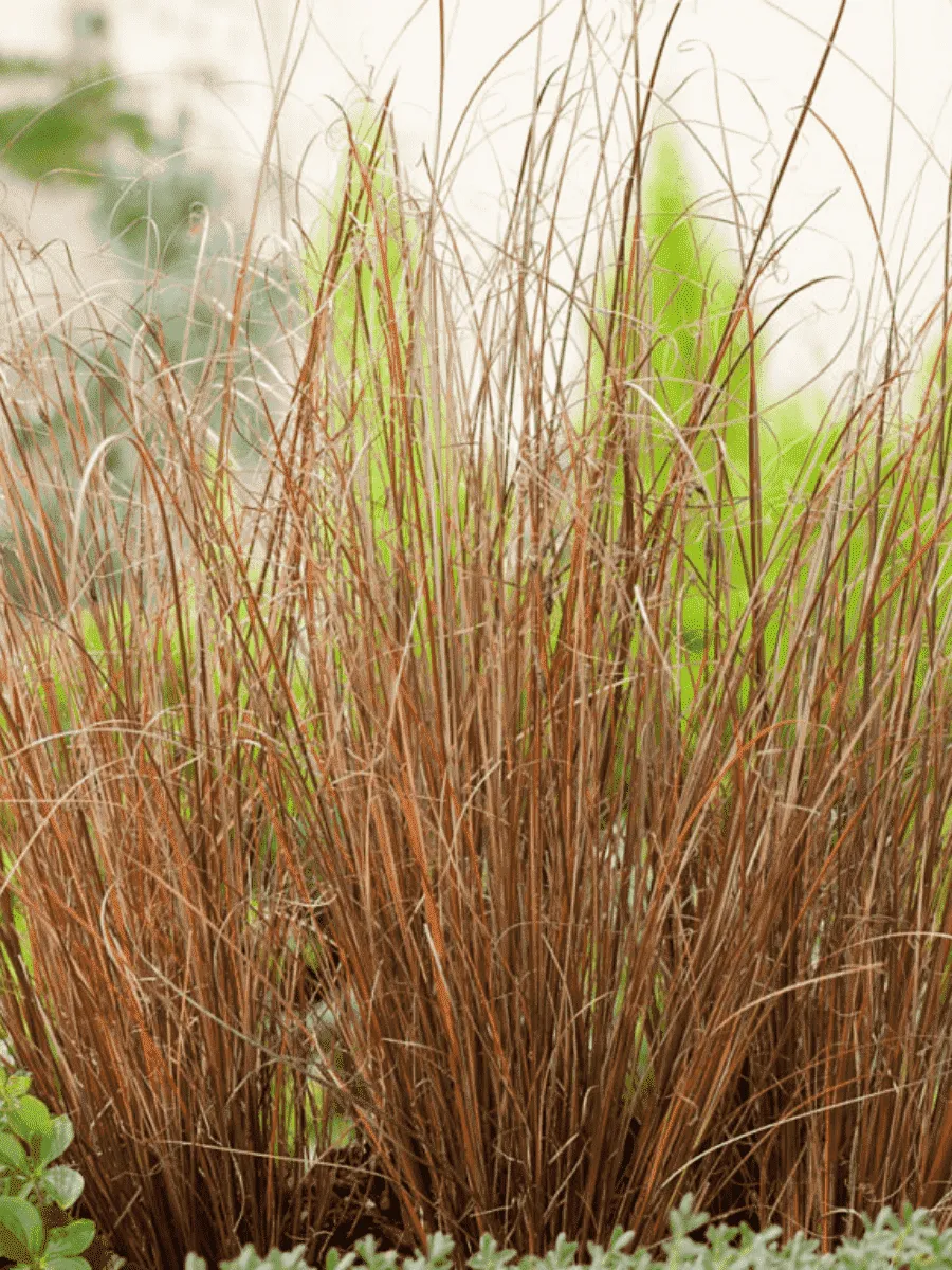 Осока власовидная Bronsita