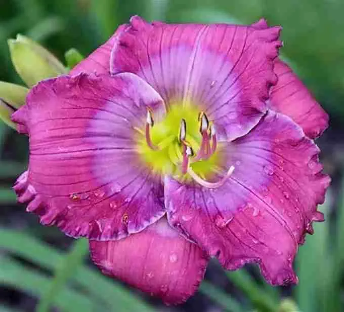 Лилейник Lavender Blue Baby