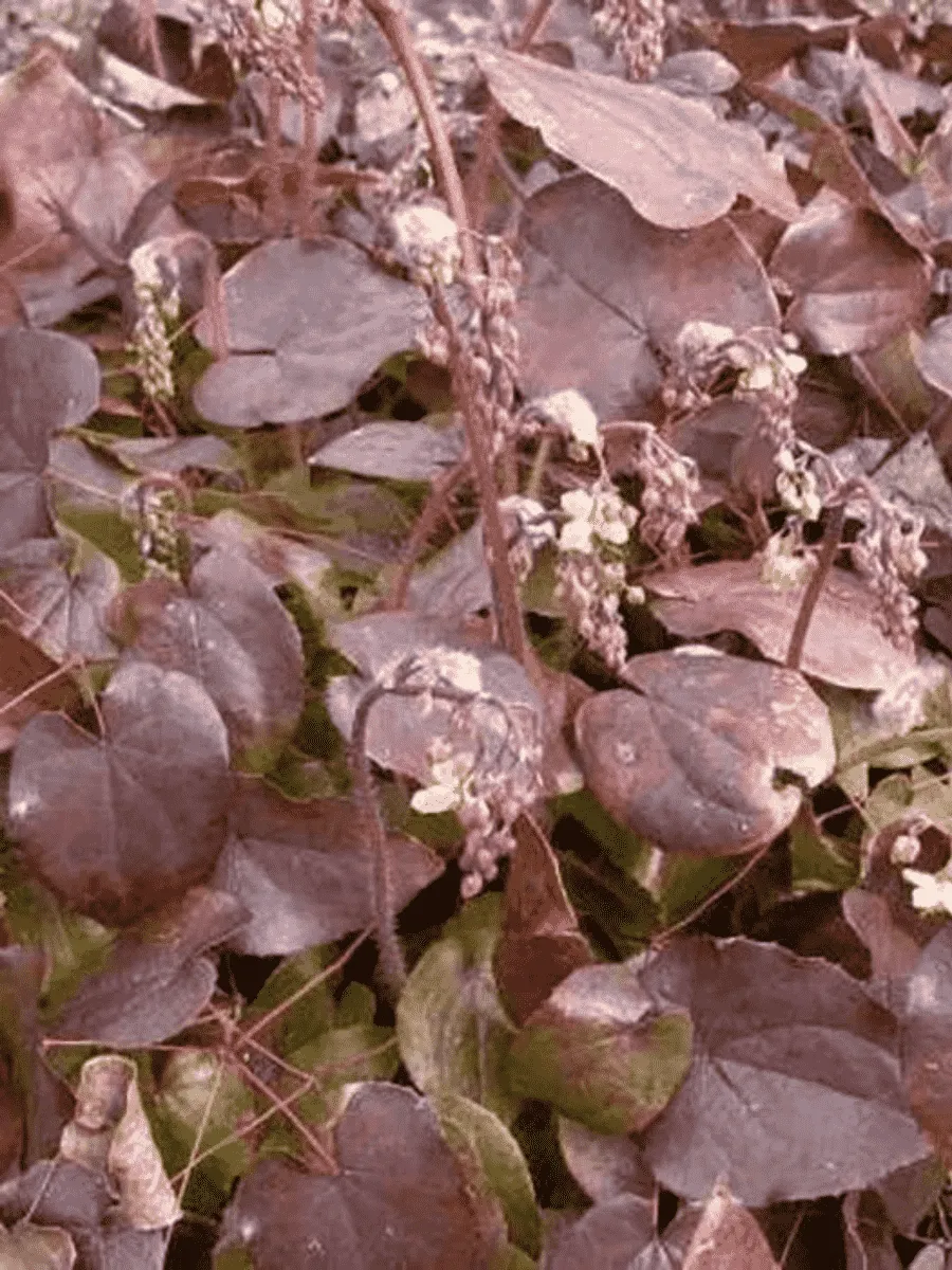 Горянка перистая Black Sea