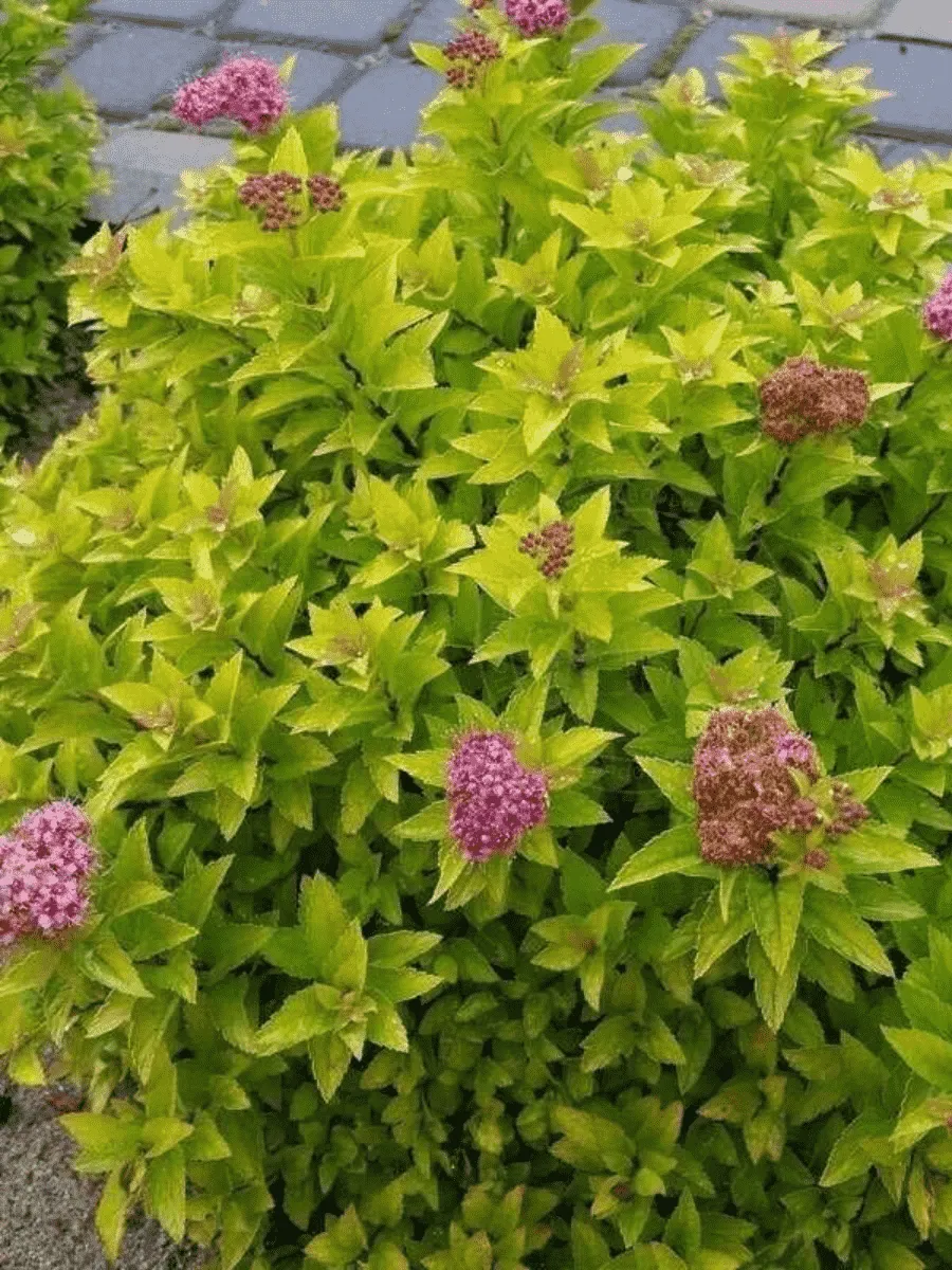 Спирея японская Golden Jack