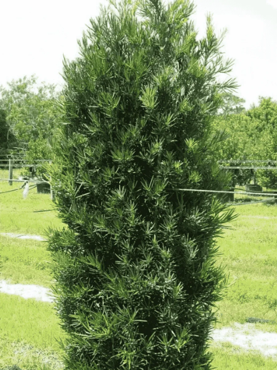 Тис средний Green Rocket