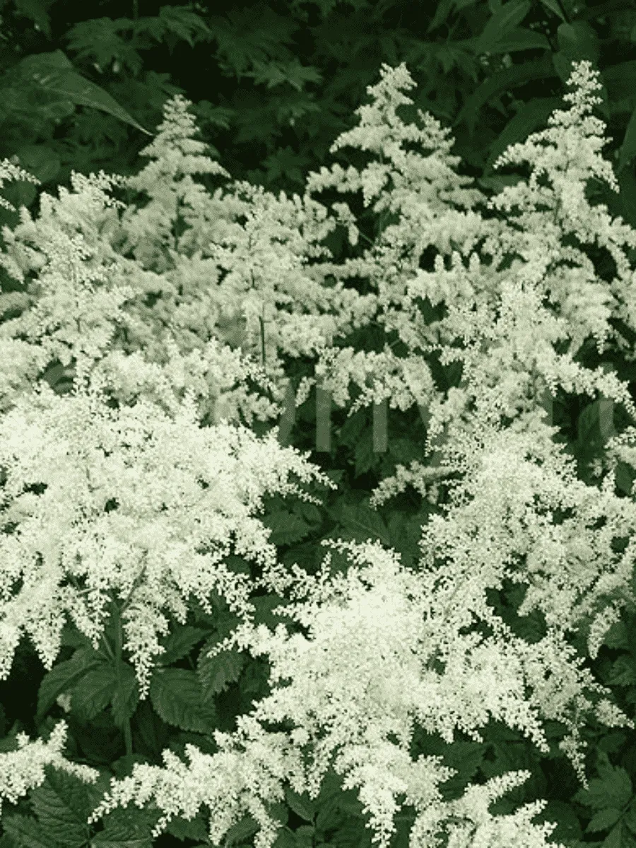 Астильба Арендса Brautschleier