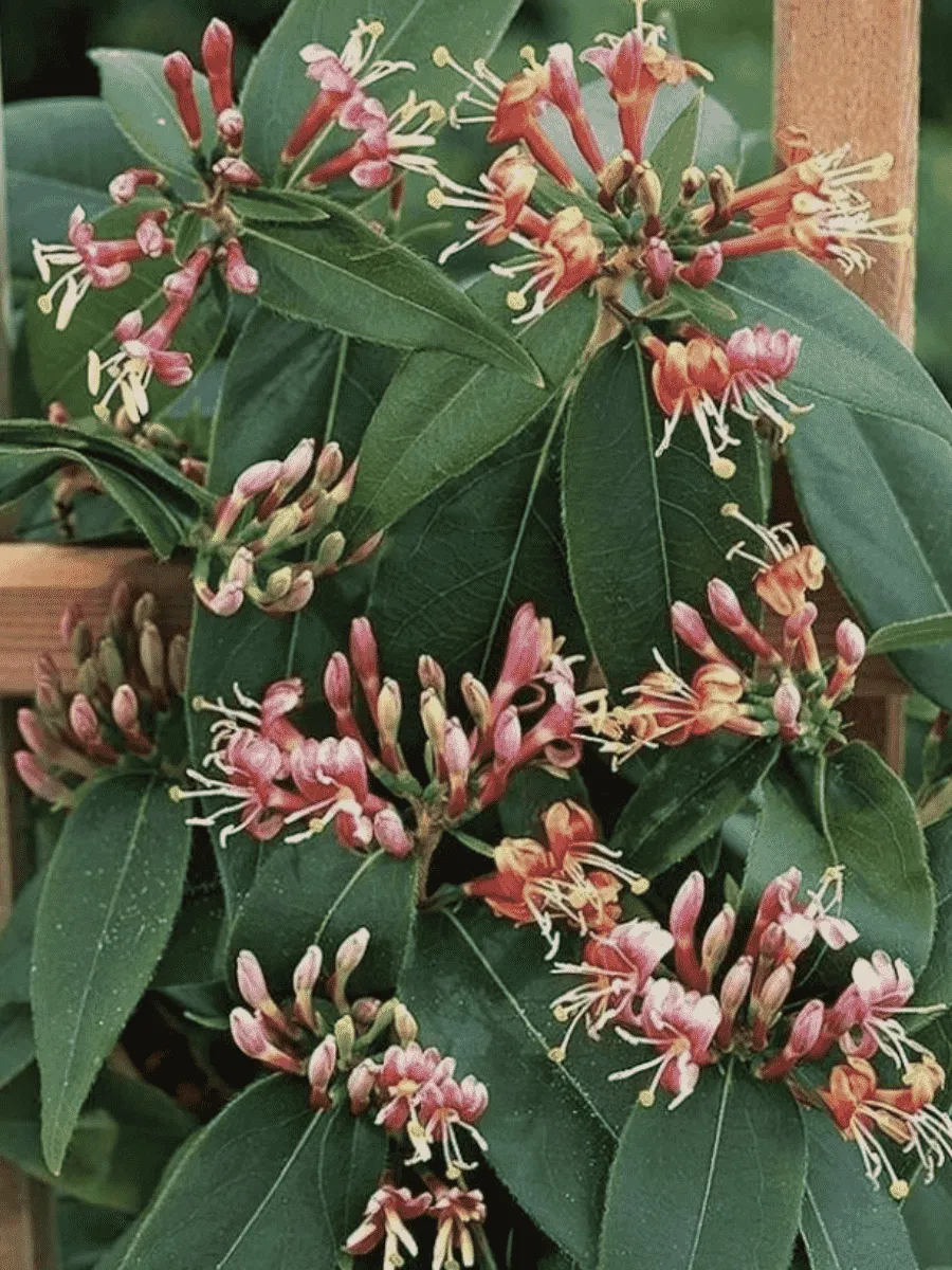 Жимолость Генри