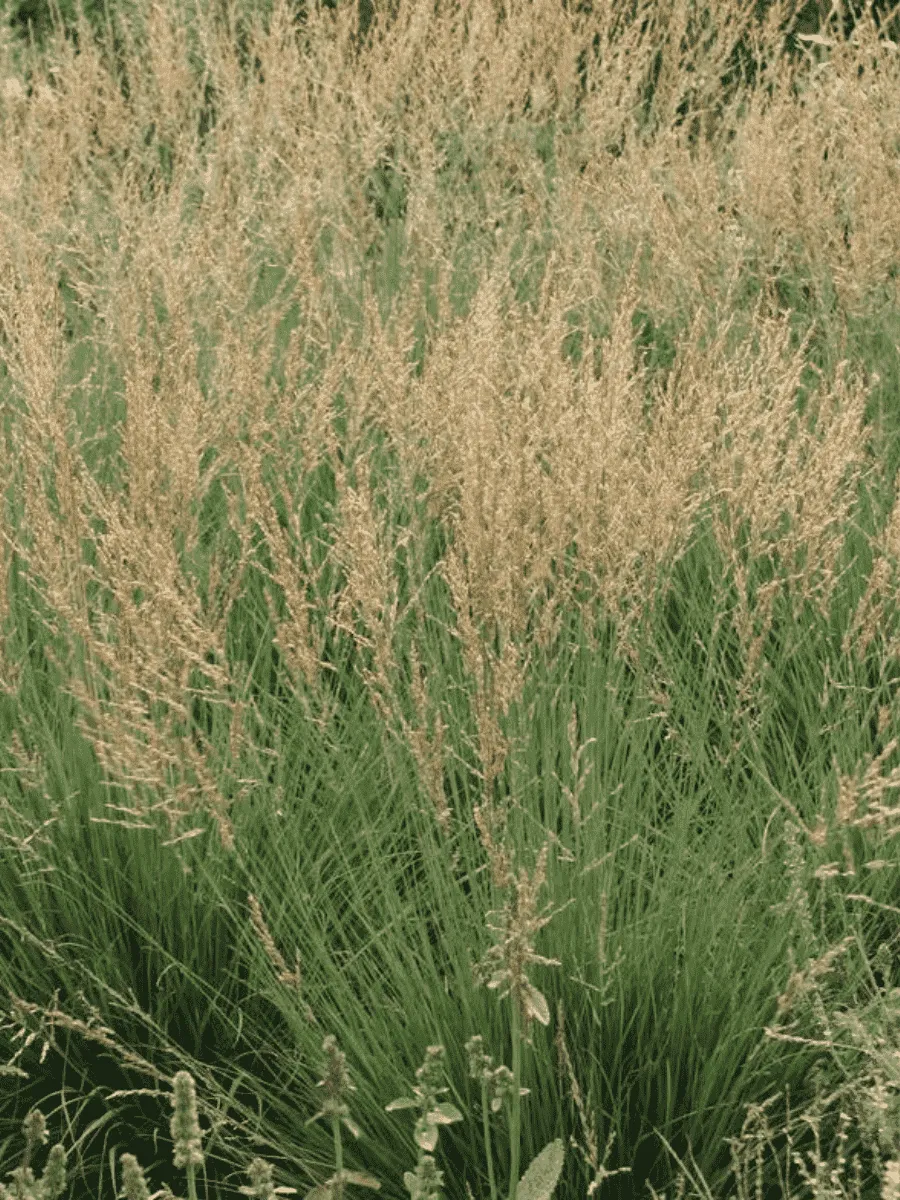 Молиния голубая Moorflamme