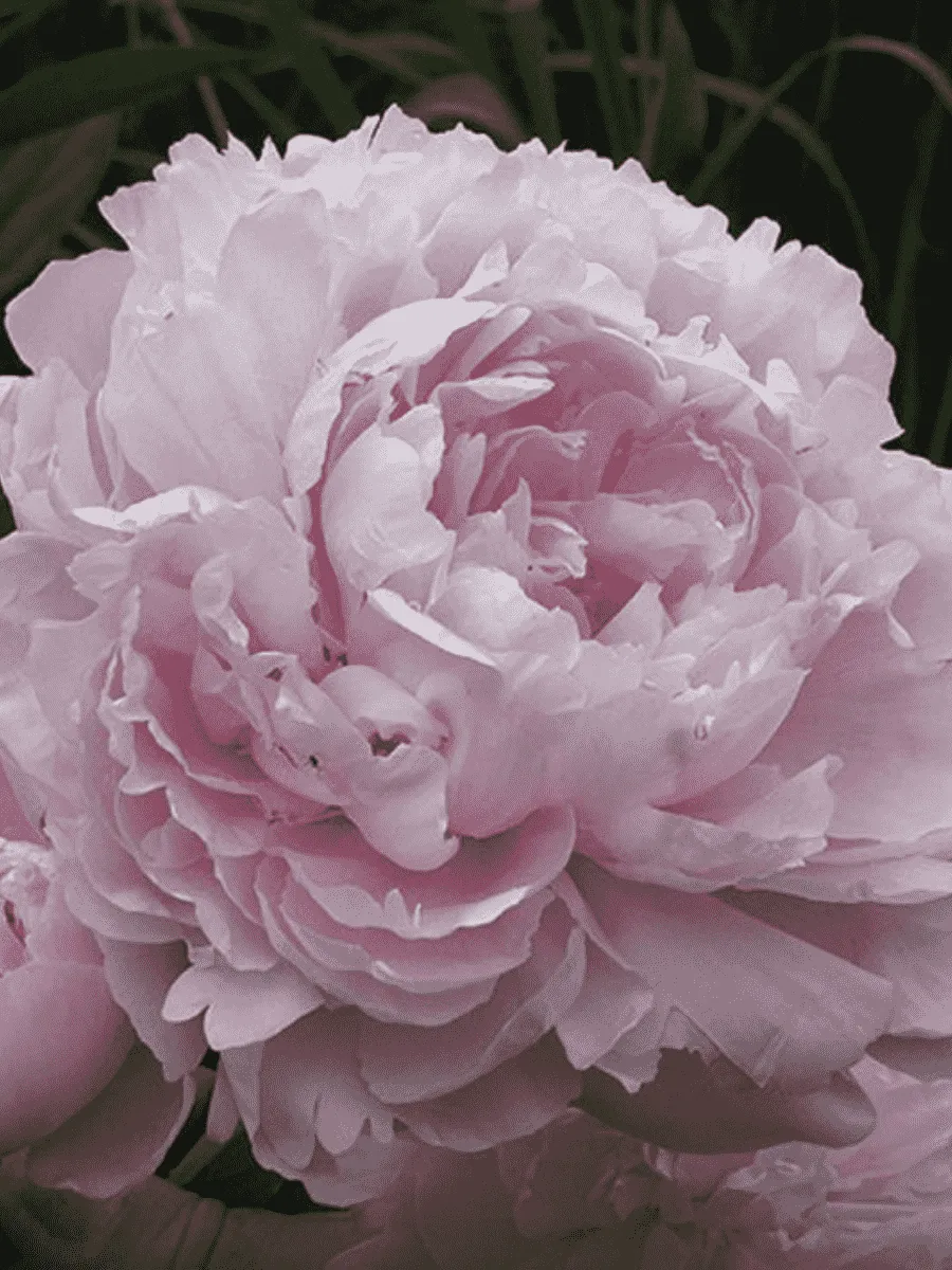 Пион Молочноцветковый Double Pink