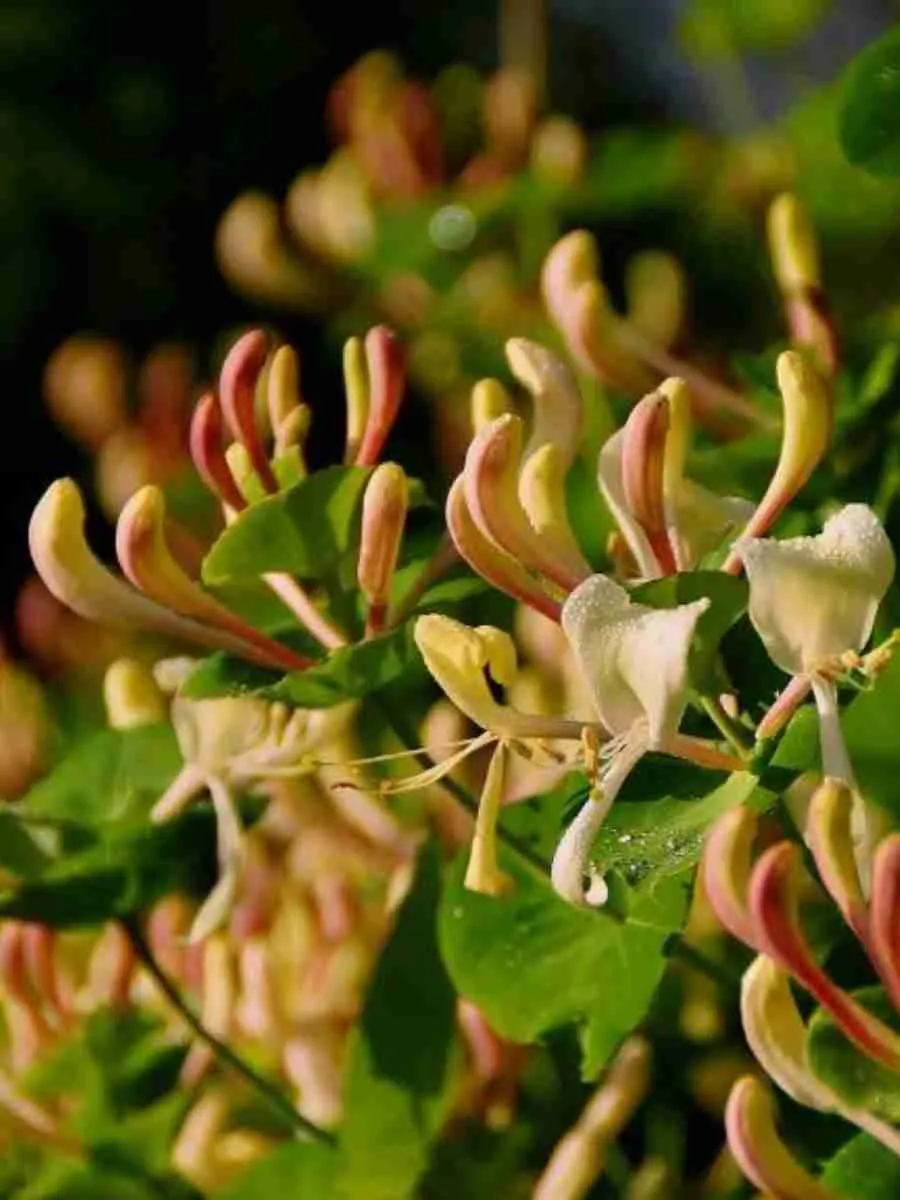 Жимолость декоративная