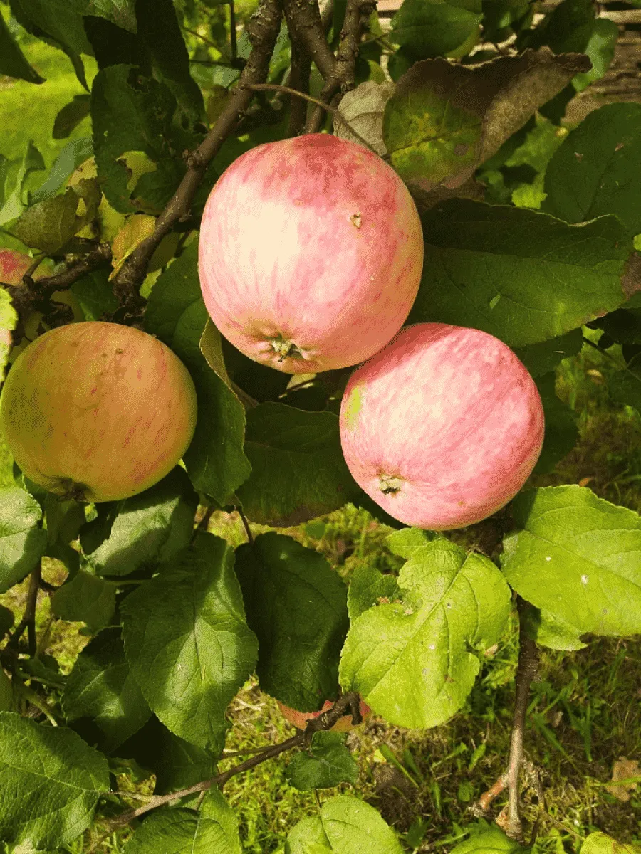 Яблоня Осеннее полосатое