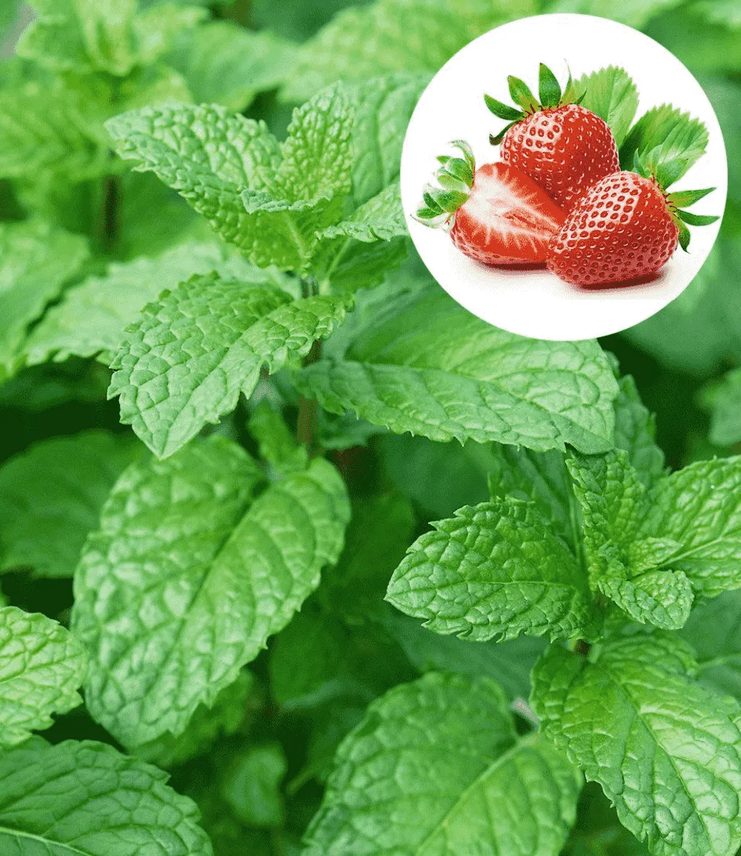 Мята Земляничная (Strawberry mint)