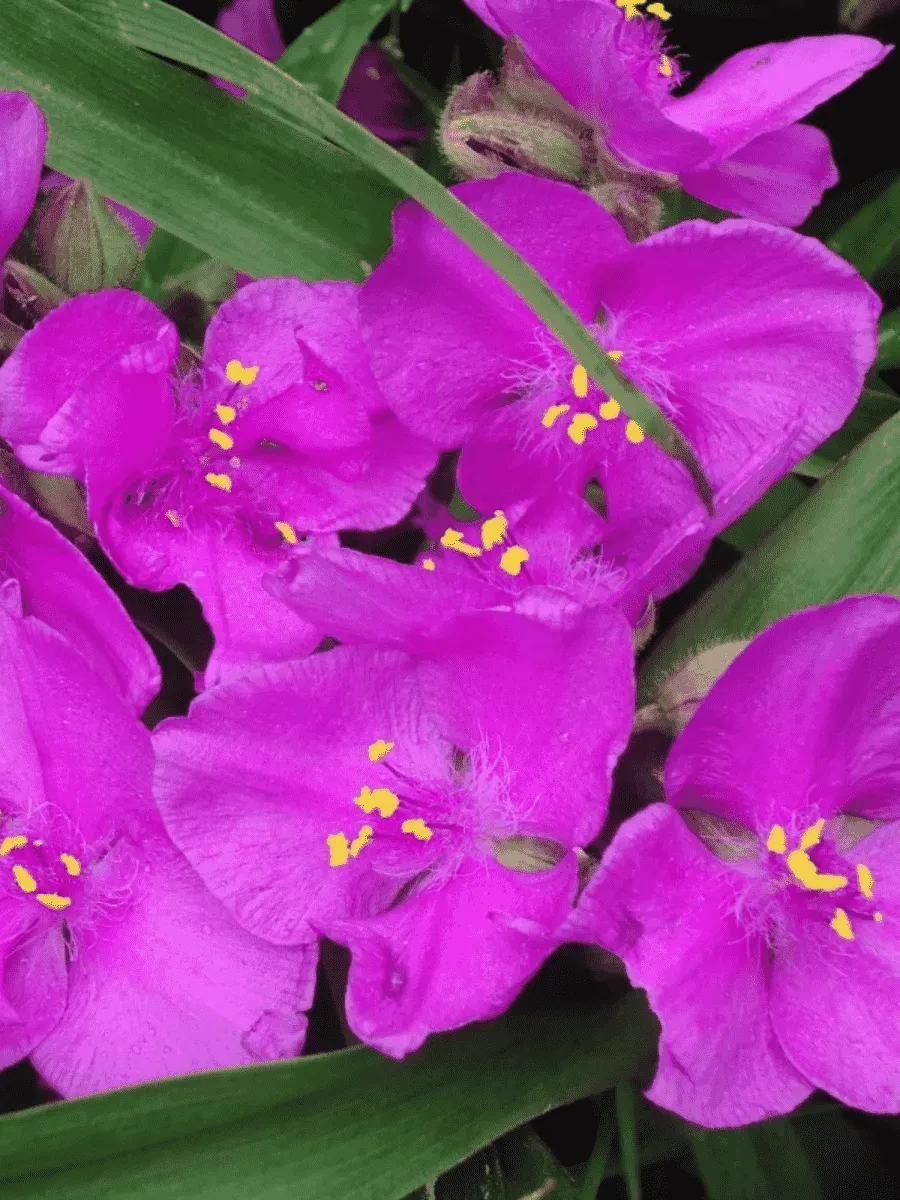 Традесканция Арендса Rubra