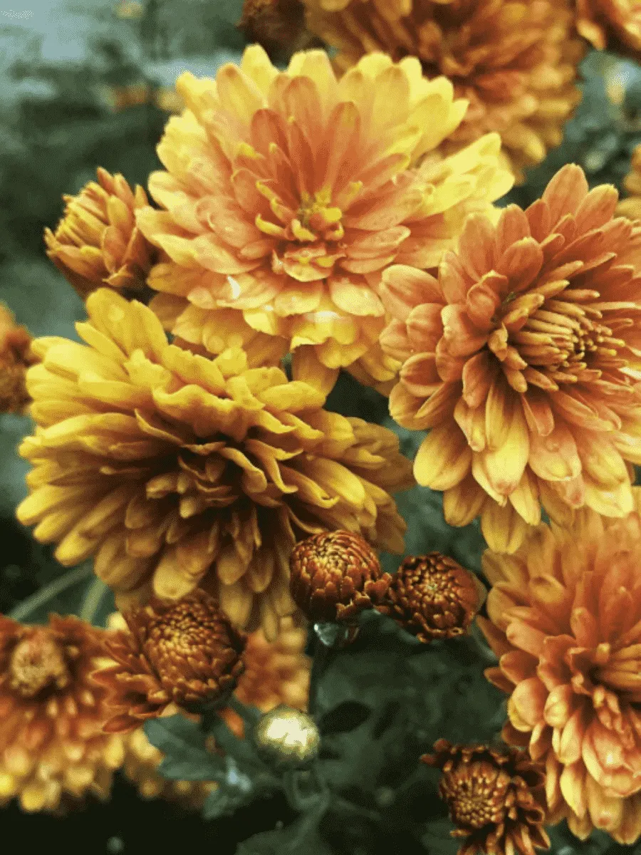 Хризантема корейская Огниво