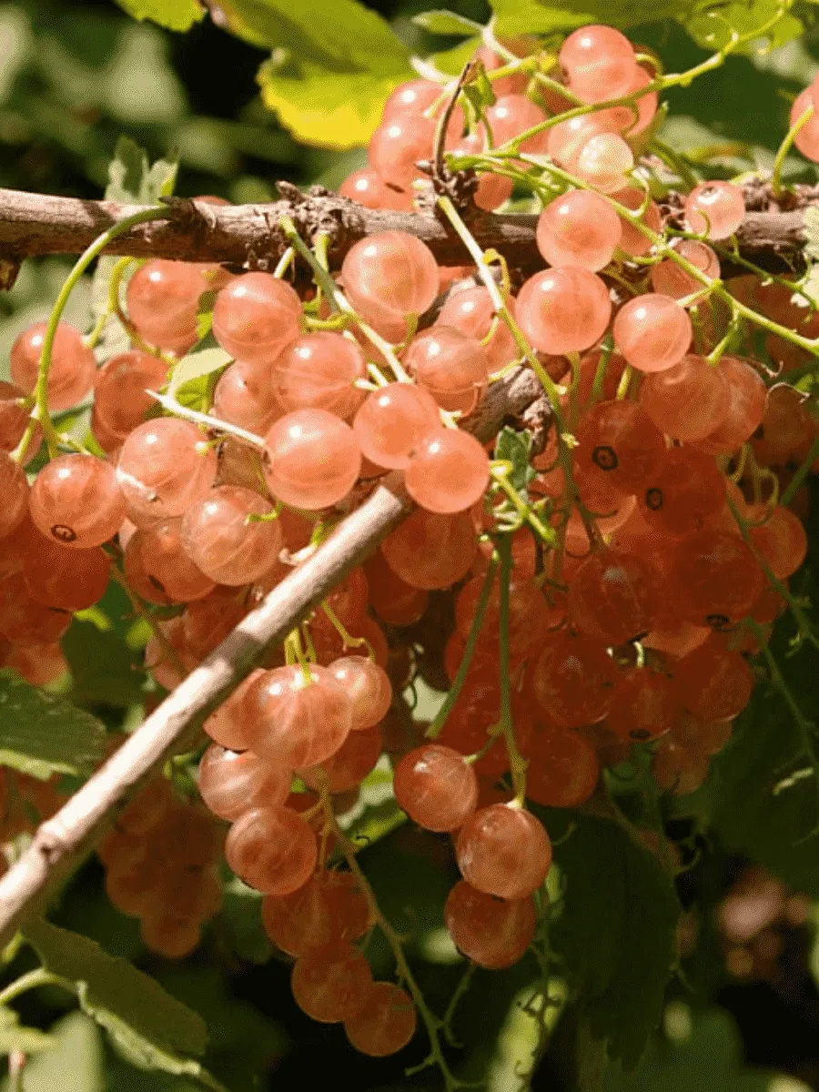 Смородина красная Голландская розовая