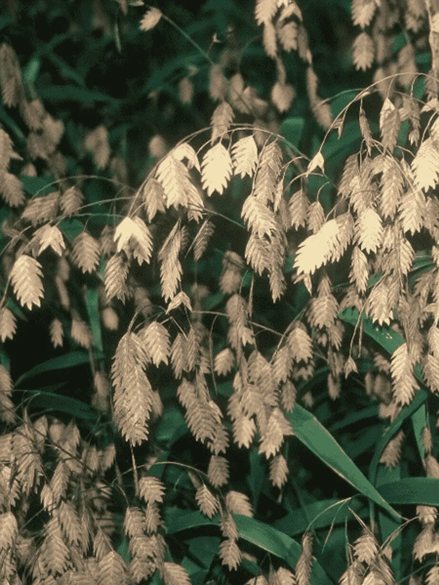 Хасмантиум широколистный