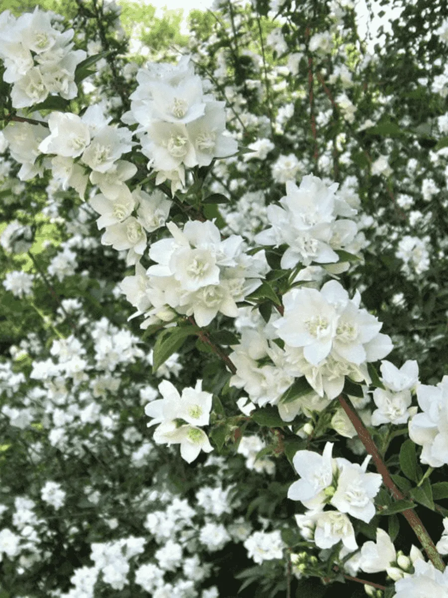 Чубушник Лунный свет