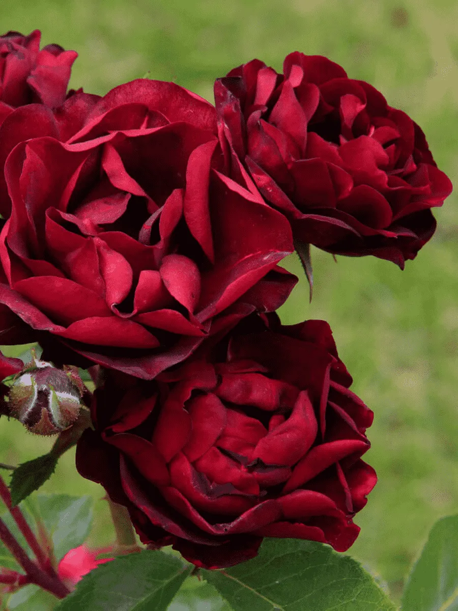 Роза Флорибунда Malicorne