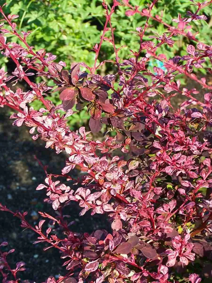 Барбарис Тунберга Pink Attraction