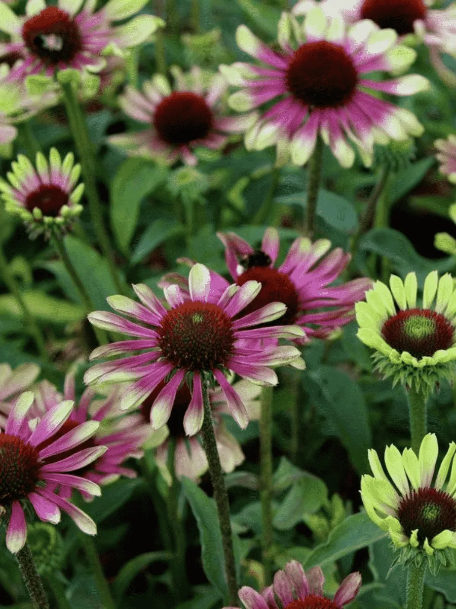 Эхинацея пурпурная Green Twister