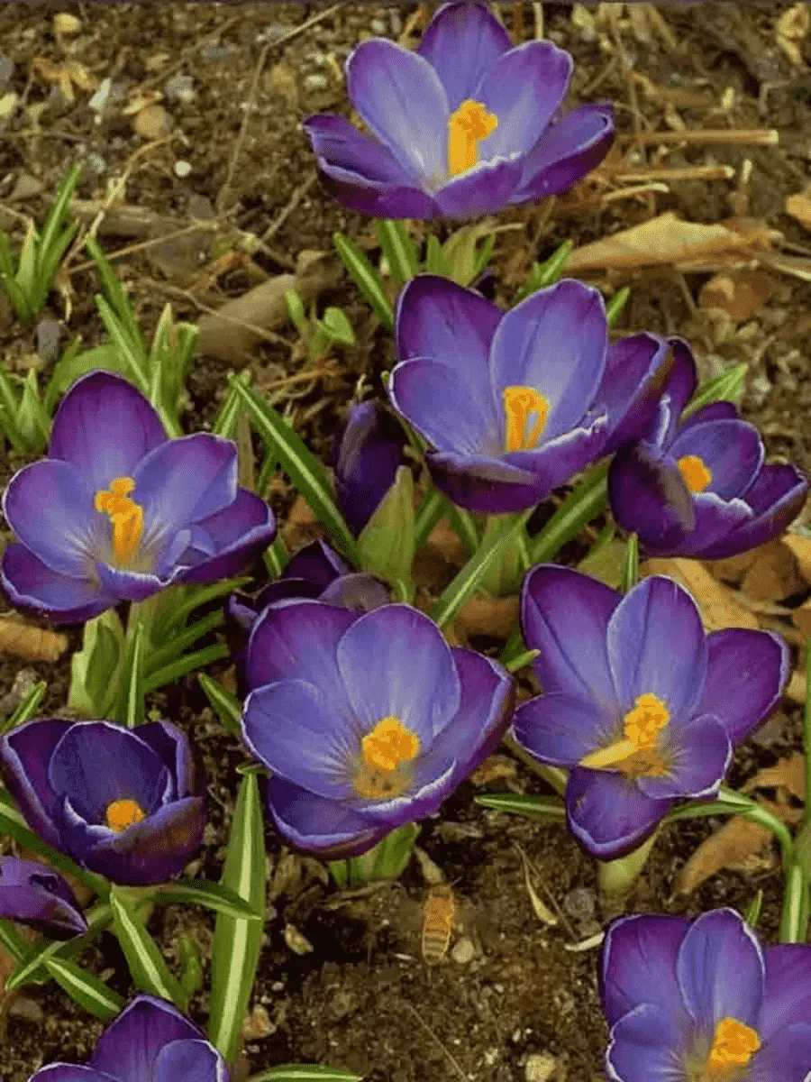 Крокус Ботанический Negro Boy