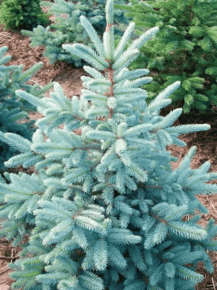 Ель колючая