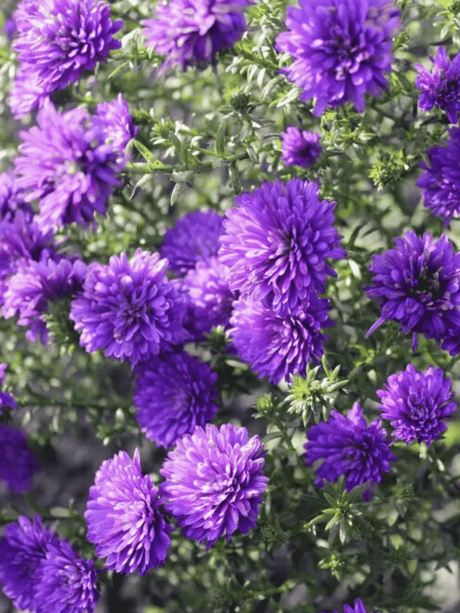 Астра Ново-бельгийская Henry I Purple