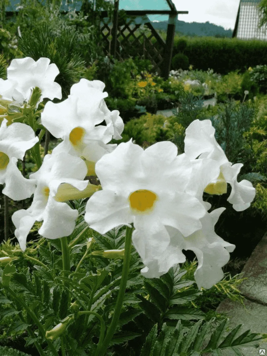 Инкарвиллея Snowtop