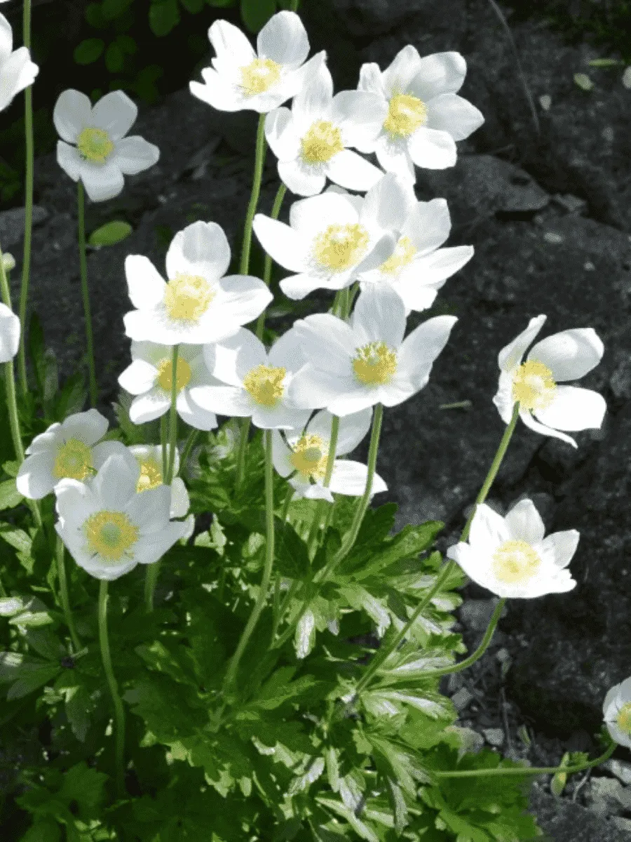 Анемона лесная