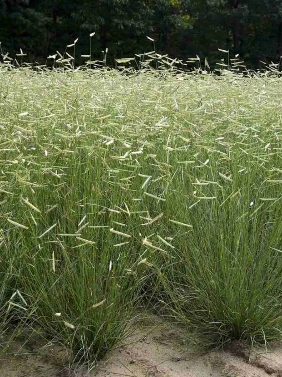 Бутелуа изящная