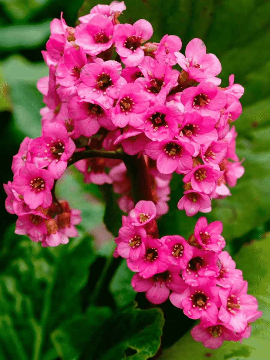 Бадан сердцелистный Rose