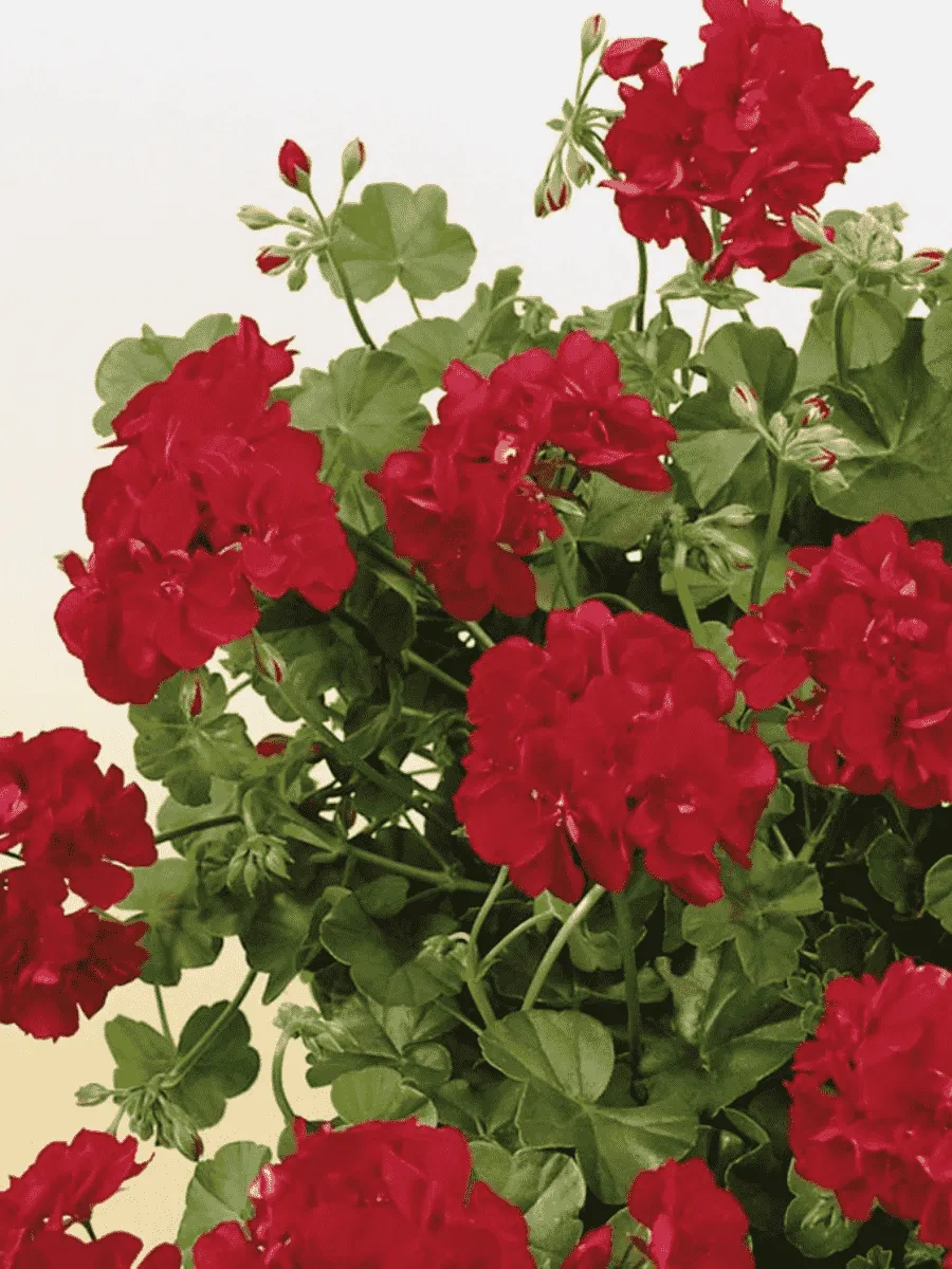 Пеларгония плющелистная Toscana Sunflair Red (Paula)