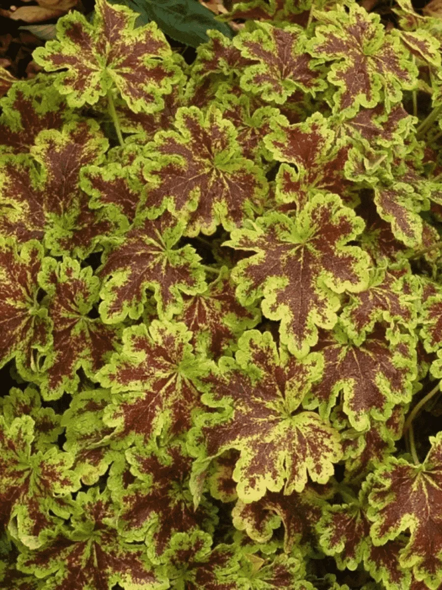 Гейхерелла Solar Power