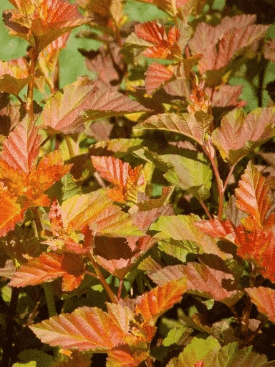 Пузыреплодник Amber Jubilee