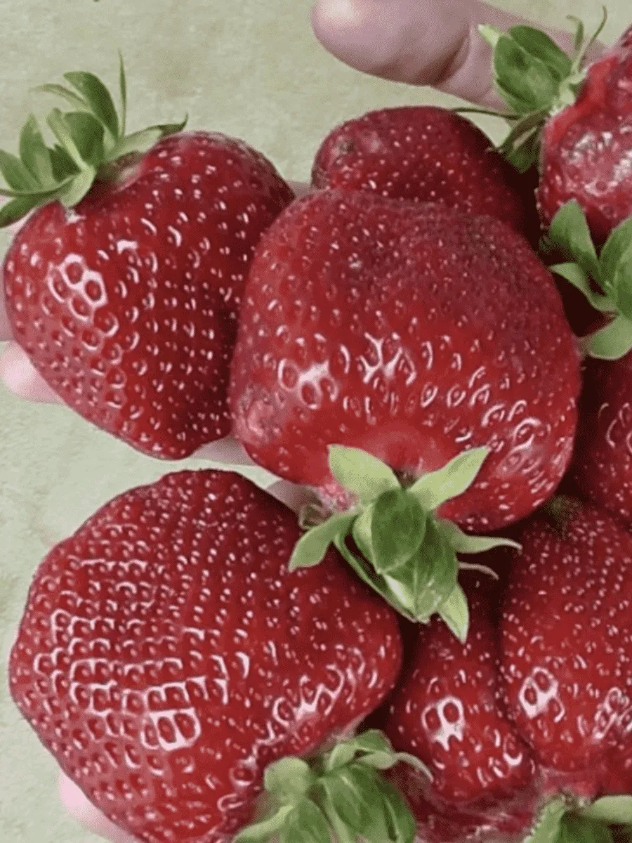 Земляника садовая Garda